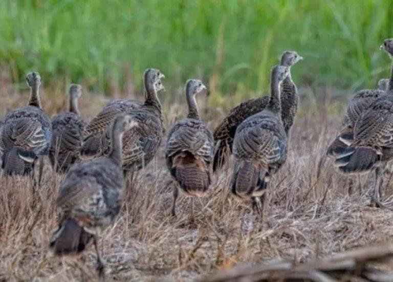 FWC’s Wild Turkey Summer Survey Seeking Sightings Through August 31