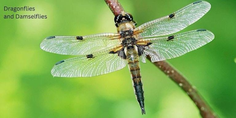 Master Gardeners To Host Dragonflies and Damselflies August 5th