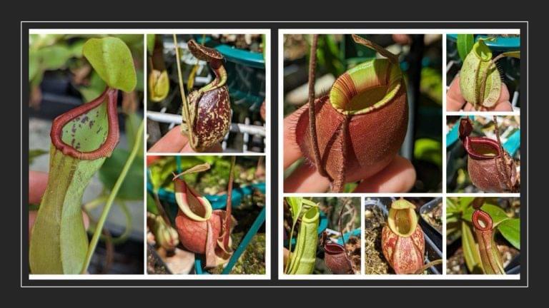 Carnivorous Plant Talk And Sale Comes To Bok Tower Gardens This Weekend