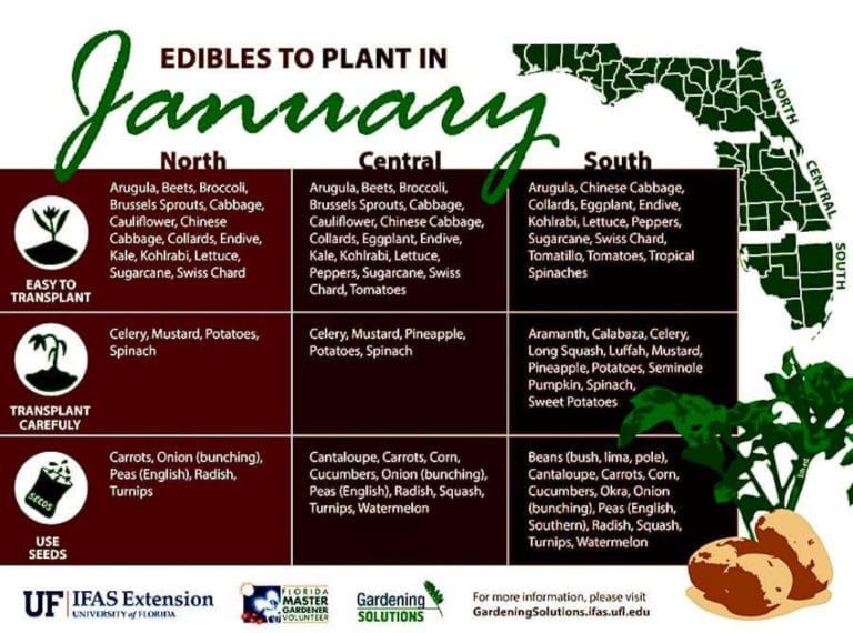 What to Plant in January in Your Garden